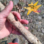 Twang oder Liebe - Gegensätze, Polaritäten, Spannungsfelder - im Dazwischen passiert das Leben