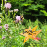 Twang oder Liebe - Gegensätze, Polaritäten, Spannungsfelder - im Dazwischen passiert das Leben