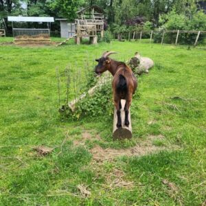 Eine Ziege genießt das frische grüne Gras im Panarbora