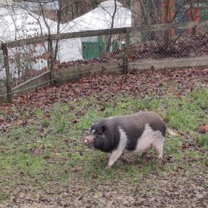Ein Schwein genießt den Herbst im Panarbora